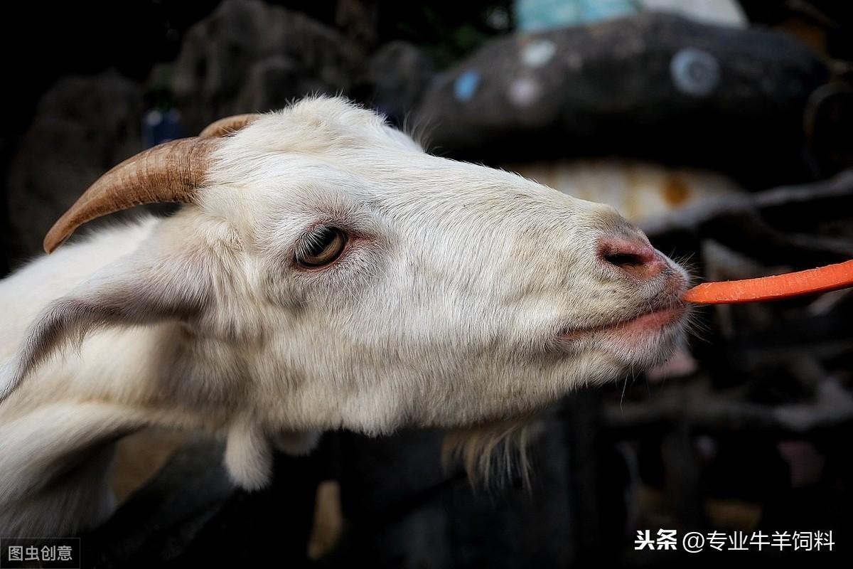 羊价上涨趋势持续，市场分析与未来展望